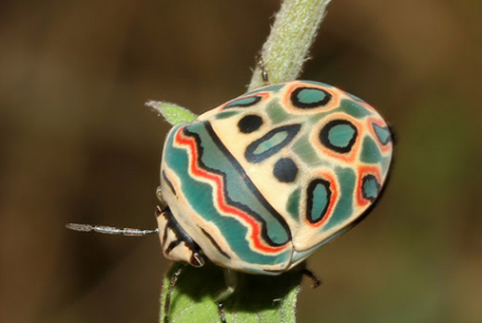 Picaso bug