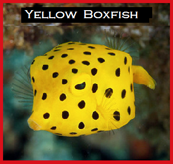 Yellow boxfish